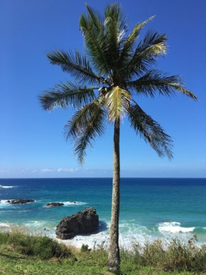 Palm tree in Waimea Bay in Oahu's North Shore, Hawaii